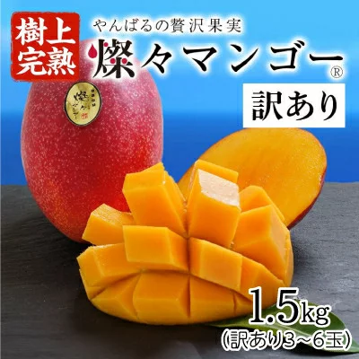 沖縄県産の燦々マンゴーも通販で訳あり品だとココまで安い！やんばるの贅沢果実です♪　フルーツ・果物